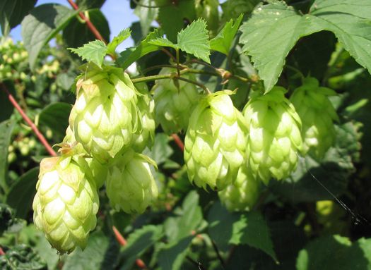 Hop Flowers